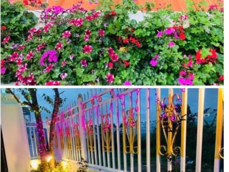 Villa hẻm ô tô lớn Thái Phiên, Phường 12, Đà Lạt, 200m2, Giá 11 tỷ