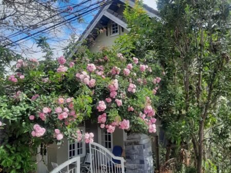 Villa hẻm oto SHR Phạm Hồng Thái, P10, Đà Lạt, 15x14m, Giá 12 tỷ