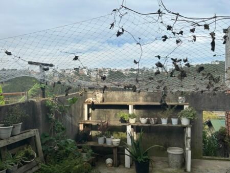 Nhà C4 KQH Trần Quang Diệu 140m2 view thông, SRXD, Giá 4.8 tỷ TL