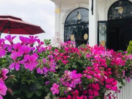 Khách sạn 6 Tầng Mặt Tiền Tô Hiến Thành, P3, 369m2, 22 Phòng