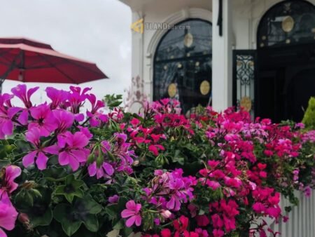 Khách sạn 6 Tầng Mặt Tiền Tô Hiến Thành, P3, 369m2, 22 Phòng