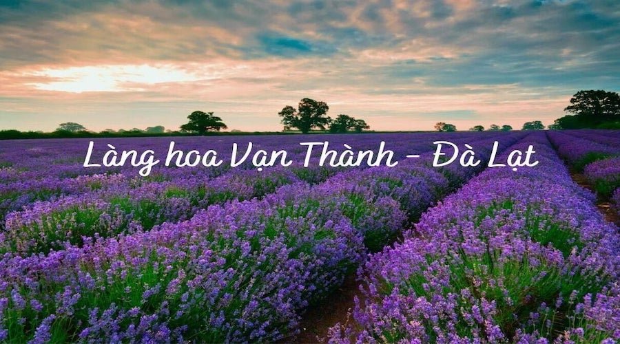 Làng hoa Vạn Thành Đà Lạt