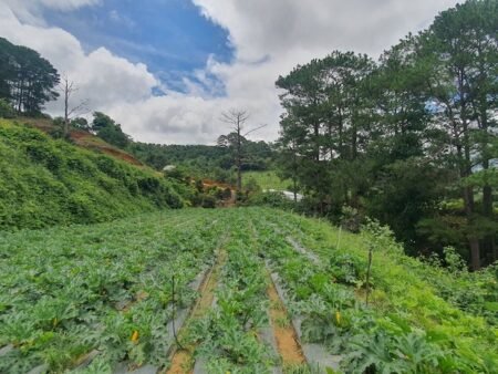 Bán 2.1ha Đất Nông Nghiệp hẻm oto Mimosa, P10, Đà Lạt