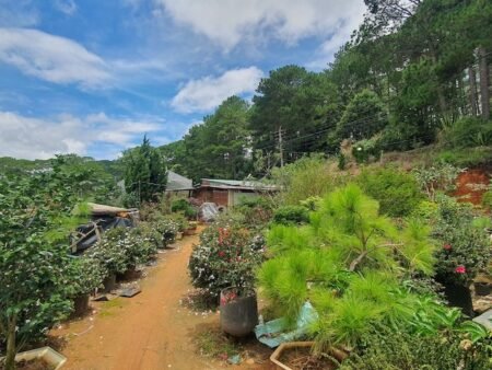 Bán 2.1ha Đất Nông Nghiệp hẻm oto Mimosa, P10, Đà Lạt