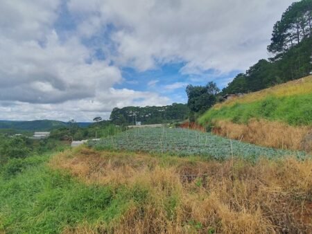 Bán 2.1ha Đất Nông Nghiệp hẻm oto Mimosa, P10, Đà Lạt