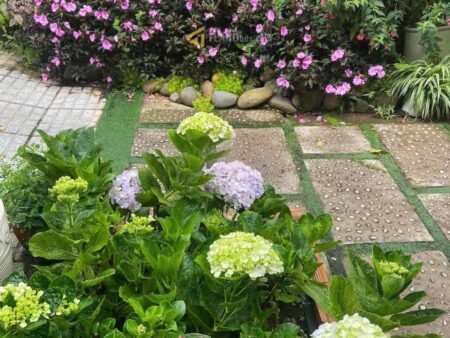 Homestay Hai Mặt Tiền An Sơn, P4, Đà Lạt, 608 m² ngang 13m