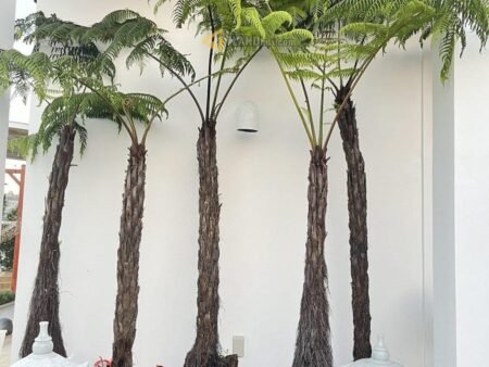 Villa Vị Trí Đắc Địa Hẻm Ô Tô Lớn Nam Hồ, P11, 714.59 m² ngang 22m