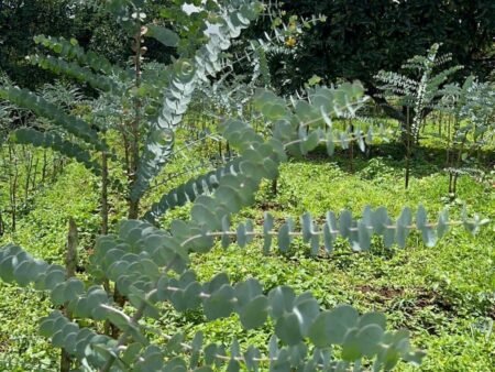 Bán 5 Lô Đất Nông Nghiệp Sổ Riêng Tại Xuân Trường, Đà Lạt