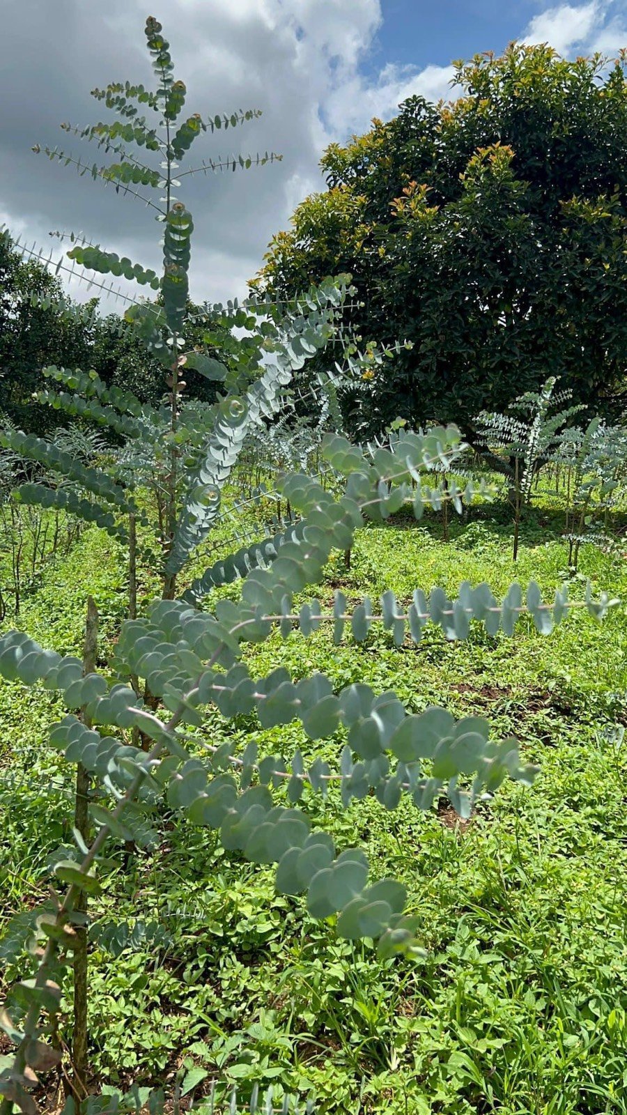 Bán 5 Lô Đất Nông Nghiệp Sổ Riêng Tại Xuân Trường, Đà Lạt Bán 5 Lô Đất Nông Nghiệp Sổ Riêng Tại Xuân Trường, Đà Lạt