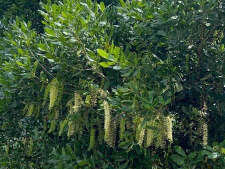 Bán 5 Lô Đất Nông Nghiệp Sổ Riêng Tại Xuân Trường, Đà Lạt