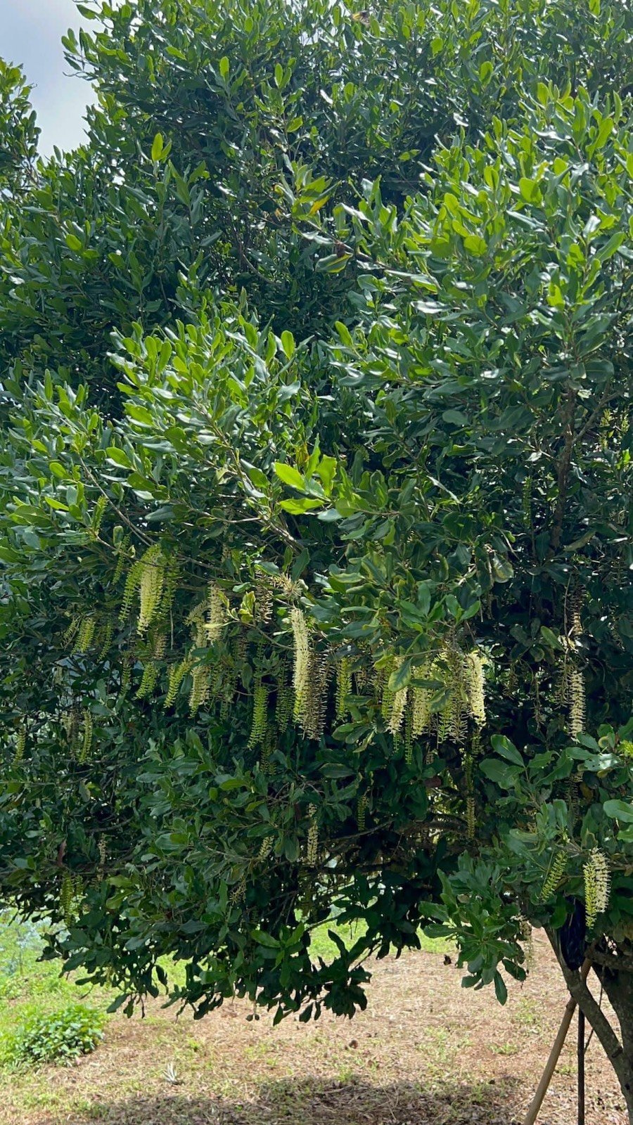 Bán 5 Lô Đất Nông Nghiệp Sổ Riêng Tại Xuân Trường, Đà Lạt Bán 5 Lô Đất Nông Nghiệp Sổ Riêng Tại Xuân Trường, Đà Lạt