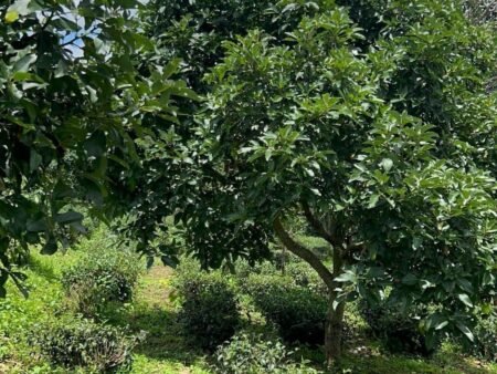 Bán 5 Lô Đất Nông Nghiệp Sổ Riêng Tại Xuân Trường, Đà Lạt