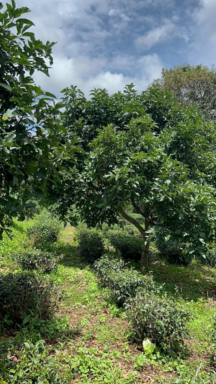 Bán 5 Lô Đất Nông Nghiệp Sổ Riêng Tại Xuân Trường, Đà Lạt Bán 5 Lô Đất Nông Nghiệp Sổ Riêng Tại Xuân Trường, Đà Lạt