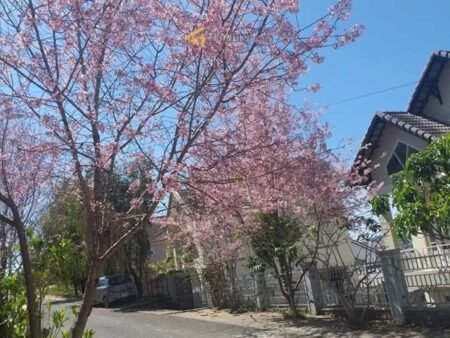 Đất Mặt Tiền Lý Nam Đế, Phường 8, Đà Lạt 540 m² – 100% thổ cư