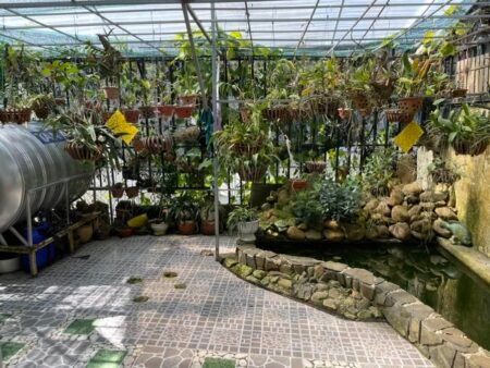 Villa Hẻm Ô Tô Sổ Riêng Nguyễn Hữu Cảnh, P8, Đà Lạt, khuôn đất rộng 6m x 31m