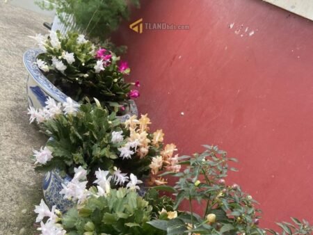 Nhà C4 hẻm ô tô nhỏ Tô Hiến Thành, P3, Đà Lạt, mặt tiền rộng 10m