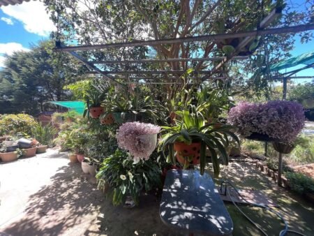 Nhà Cấp 4 Hẻm Ô Tô Lớn An Bình, Phường 3, Đà Lạt sổ riêng thổ cư