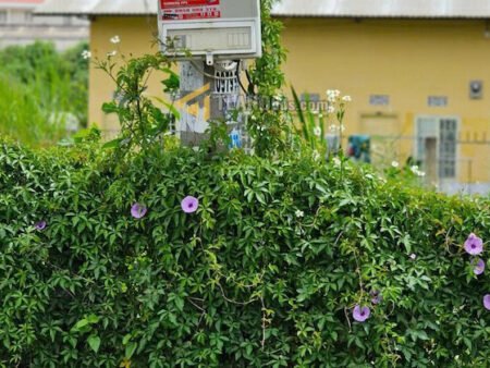 Đất mặt tiền KQH Phù Đổng Thiên Vương, P8, Đà Lạt mặt tiền rộng 12m