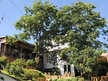 Nhà C4 mặt tiền Đống Đa, P3, Đà Lạt, khuôn đất rộng 14.12m x 34.7m