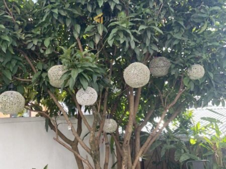 Villa mặt tiền ba tháng tư, P3, Đà Lạt khuôn đất vuông vức 10.95m x 24.6m